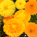 Asian garden indoesnisa Potmarigold calendula seeds flower seeds for growing